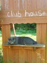 Beautiful Russian Blue grey colored cat outside on child& x27;s playhouse