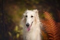 Beautiful russian borzoi dog in the forest in fall. Close-up of gorgeous and elegant dog breed russian wolfhound