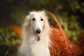 Beautiful russian borzoi dog in the forest in fall. Close-up of gorgeous and elegant dog breed russian wolfhound