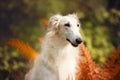 Beautiful russian borzoi dog in the forest in fall. Close-up of gorgeous and elegant dog breed russian wolfhound Royalty Free Stock Photo