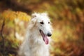 Beautiful russian borzoi dog in the forest in fall. Close-up of gorgeous and elegant dog breed russian wolfhound Royalty Free Stock Photo