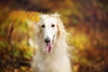 Beautiful russian borzoi dog in the forest in fall. Close-up of gorgeous and elegant dog breed russian wolfhound Royalty Free Stock Photo