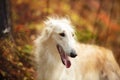 Beautiful russian borzoi dog in the forest in fall. Close-up of gorgeous and graceful dog breed russian wolfhound