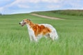 Beautiful russian borzoi dog Royalty Free Stock Photo