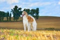 Beautiful russian borzoi dog Royalty Free Stock Photo