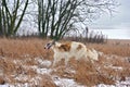 Beautiful russian borzoi dog Royalty Free Stock Photo