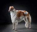 Beautiful russian borzoi dog sighthound