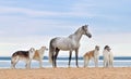 Beautiful russian borzoi dogs with gray horse Royalty Free Stock Photo