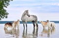 Beautiful russian borzoi dogs with gray horse Royalty Free Stock Photo