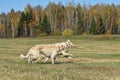 Beautiful russian borzoi dogs Royalty Free Stock Photo