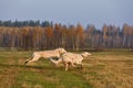 Beautiful russian borzoi dogs Royalty Free Stock Photo