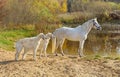 Beautiful russian borzoi dogs with white horse Royalty Free Stock Photo