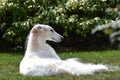 Borzoi Russian Wolfhound Female in the yard Royalty Free Stock Photo