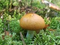 Russula edible mushroom