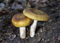 A beautiful Russula sect. Ingratae