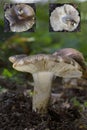 A beautiful Russula Sect. Pectininae