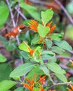 Rufous Hummingbird Hovering in the Air Feeding on an Orange Flower Royalty Free Stock Photo