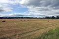 Beautiful rustic landscape with hay rolls on cultivate field under blue sky with white clouds in hot summer day Royalty Free Stock Photo