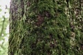 Rustic Tree Trunk Lichen Mushrooms Vegetation of Canada Forest, Beautiful Nature. North America Wilderness Climate. Royalty Free Stock Photo