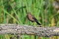 A beautiful Rusty Blackbird perched in the marsh Royalty Free Stock Photo