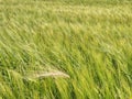 Beautiful rye or barley field, grain field in hot summer