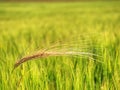 Beautiful rye or barley field, grain field in hot summer