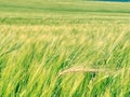 Beautiful rye or barley field, grain field in hot summer