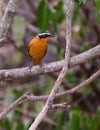 The beautiful RÃÂ¼pell's Robin Chat