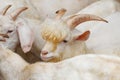 Beautiful saanen goat Royalty Free Stock Photo