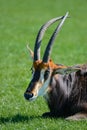 Beautiful Sable Antelope Hippotragus Niger in Summer sun