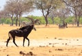 Beautiful Sable Antelope with oxpeckers on his back with zebra in the background in Hwange National Park