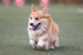 long haired Pembroke Welsh Corgi Pembrok at agility field Royalty Free Stock Photo