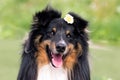 Beautiful sable white shetland sheepdog, small collie lassie dog outside portrait with chamomile midsummer flowers.