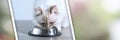 Beautiful sacred cat of burma eating dry cat food; panoramic banner