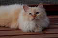 A beautiful sacred cat of burman resting in yard