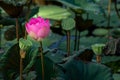 Beautiful Sacred Lotus flower blooming in a pond with soft morning light