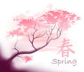 Beautiful sacura spring Royalty Free Stock Photo