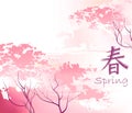 Beautiful sacura spring cherry tree Royalty Free Stock Photo