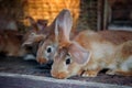 Beautiful sad eared red rabbit in a cage on the farm. Royalty Free Stock Photo