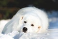 Beautiful and sad maremmano abruzzese sheepdog. Close-up of big white fluffy dog is on the snow in the forest in winter