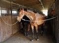 Beautiful saddle horse with unknown rider indoor Royalty Free Stock Photo