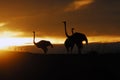 Africa- Ostriches in the Sunrise Royalty Free Stock Photo