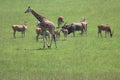 Beautiful safari zoo wild animals nature conservation natural balance