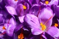 Beautiful Saffron crocus flowers as background, closeup Royalty Free Stock Photo