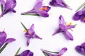 Beautiful Saffron crocus flowers on white background, flat lay