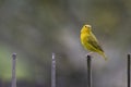 Beautiful Saffron Finch Sicalis flaveola perched