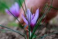 Beautiful saffron flower shows the most expensive spice in the world.