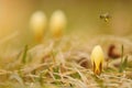 Beautiful saffron flowers blossom in spring Royalty Free Stock Photo