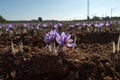 Beautiful saffron flowers in the field Royalty Free Stock Photo