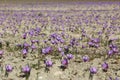 Beautiful saffron flowers Royalty Free Stock Photo